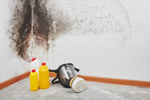 Best Commercial Mold Remediation in Broxton, GA