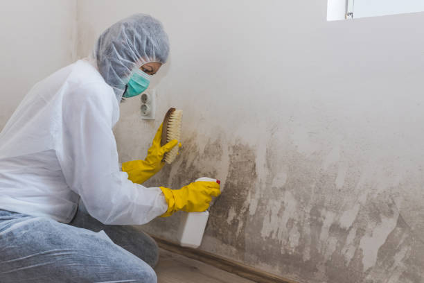 Reliable Broxton, GA Mold Remediation Solutions