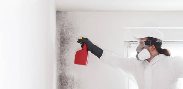 Best Post-Flood Mold Remediation in Broxton, GA