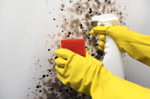 Best White Mold Remediation in Broxton, GA