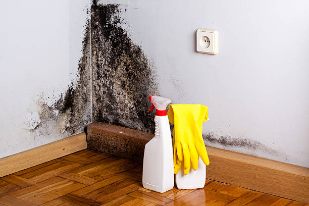 Best HVAC Mold Remediation in Broxton, GA